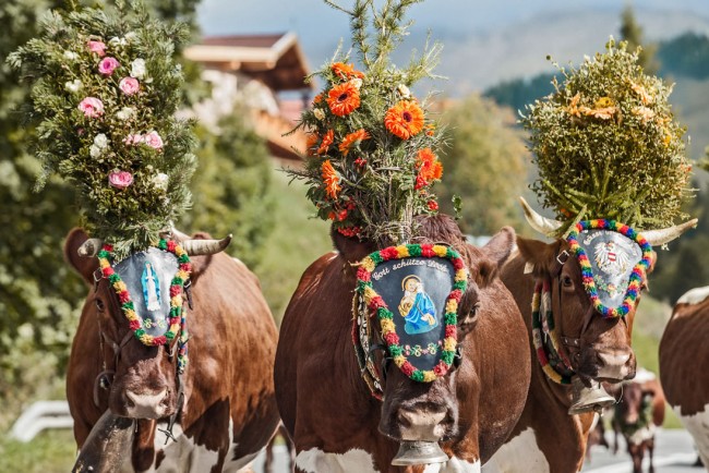 Almabtrieb © Hochkönig Tourismus GmbH